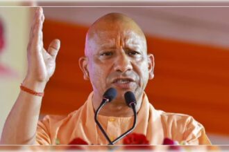 yogi