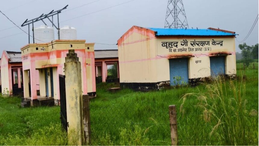 आगरा में 1.60 करोड़ की गोशाला में गायें नहीं, दो फीट घास; दो साल से बंद पड़ा दरवाजा