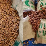DRI ने जब्त किया पाकिस्तानी मूल का 362 मीट्रिक टन सूखा खजूर, UAE के रास्ते पहचान छिपाकर लाया जा रहा था नासिक