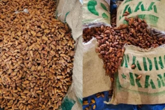 DRI ने जब्त किया पाकिस्तानी मूल का 362 मीट्रिक टन सूखा खजूर, UAE के रास्ते पहचान छिपाकर लाया जा रहा था नासिक