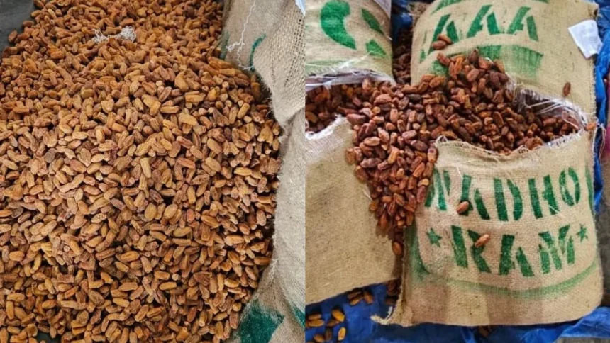 DRI ने जब्त किया पाकिस्तानी मूल का 362 मीट्रिक टन सूखा खजूर, UAE के रास्ते पहचान छिपाकर लाया जा रहा था नासिक