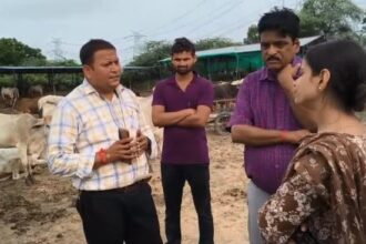 कानपुर की गौशाला में दलदल में फंसे गोवंश, खुले में पड़े शवों को नोचते मिले कुत्ते; निरीक्षण में सामने आई बदहाली