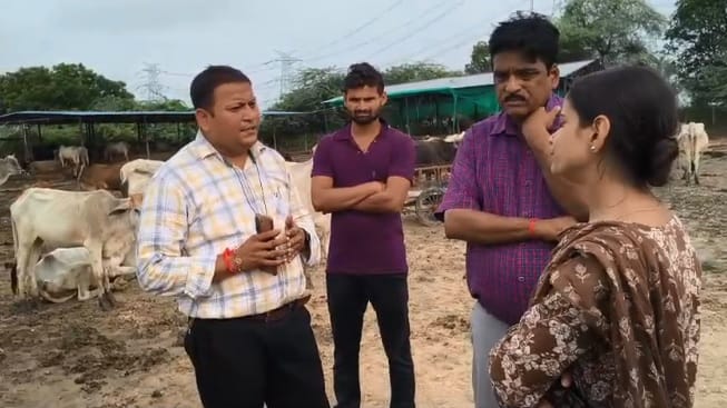 कानपुर की गौशाला में दलदल में फंसे गोवंश, खुले में पड़े शवों को नोचते मिले कुत्ते; निरीक्षण में सामने आई बदहाली