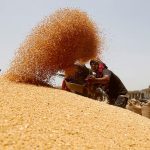 Government took steps to prevent wheat prices from rising