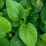 Apart from taste betel leaves are also beneficial for health