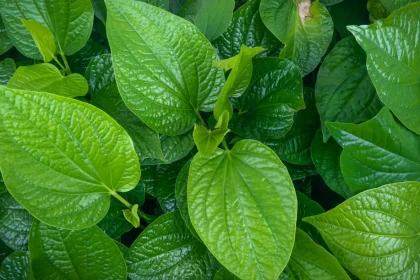 Apart from taste betel leaves are also beneficial for health