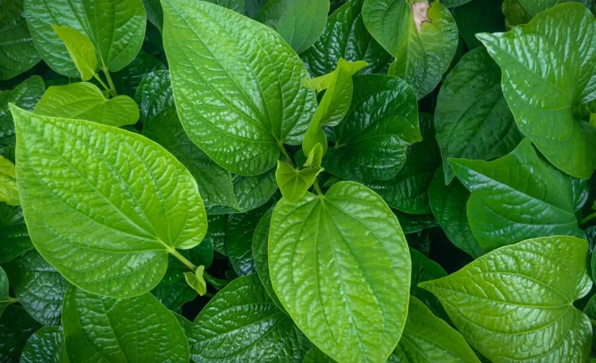 Apart from taste betel leaves are also beneficial for health