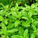 Benefits of Consuming Tulsi Leaves