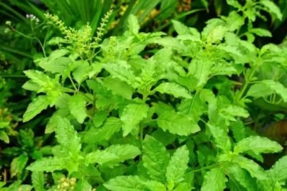 Benefits of Consuming Tulsi Leaves