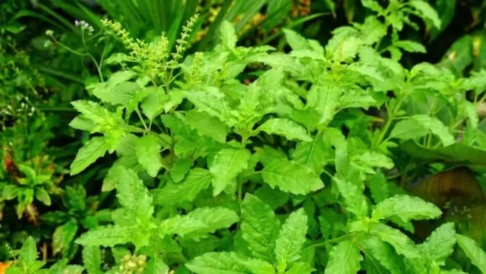 Benefits of Consuming Tulsi Leaves