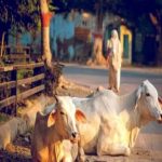 Cows were given poisoned bread