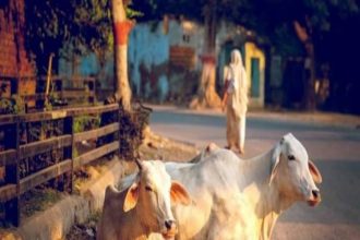 Cows were given poisoned bread