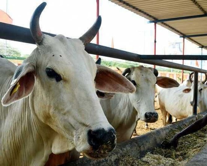 Attackers stabbed eight cows near a mosque in Punjab