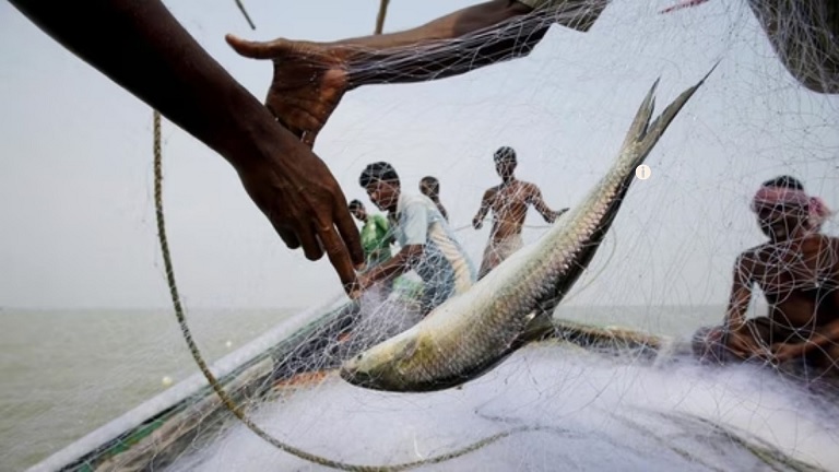 Hilsa Fish Export Ban