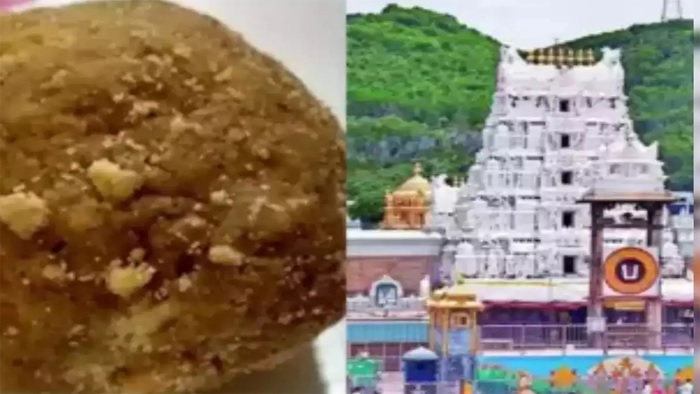 The sanctity of Laddu Prasadam has been restored