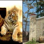 Bengal Tiger became 'friendly' with people in Dehradun zoo