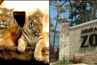 Bengal Tiger became 'friendly' with people in Dehradun zoo