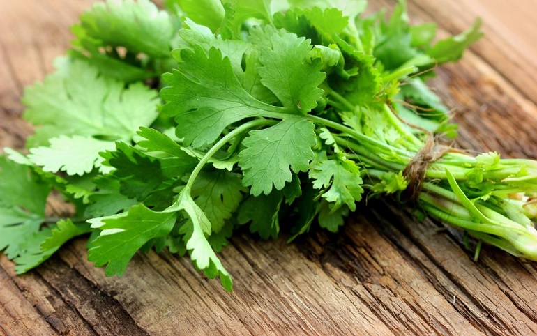 green coriander