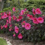 Hibiscus Plant Care Tips