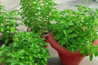 Tips to keep Tulsi plant green in summer