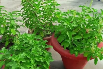 Tips to keep Tulsi plant green in summer