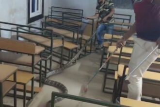 स्कूल-के-क्लासरूम-में-घुसा-15-फीट-लंबा-किंग-कोबरा,-मचा-हड़कंप,-पकड़ने-में-छूटा-पसीना