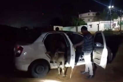 तेज-रफ्तार-कार-के-अंदर-बैठा-था-सांड,-जब-पुलिस-ने-रोका-तो-फटी-रह-गईं-आंखें