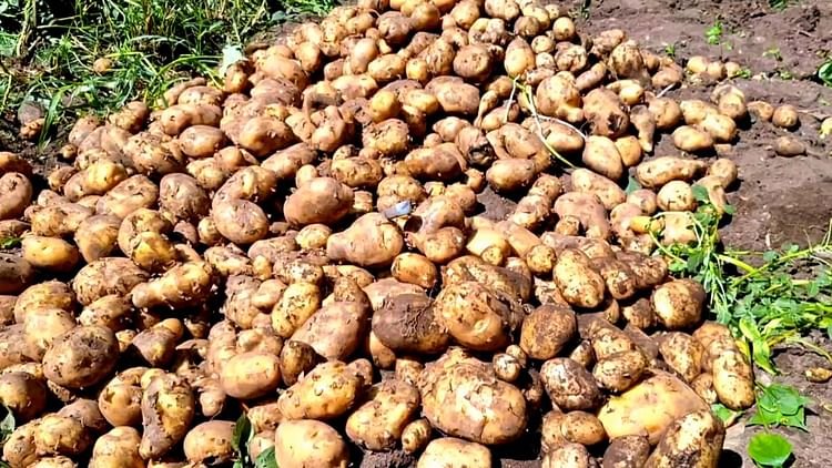 up:-आलू-से-बनेगा-आटा,-दुनियाभर-में-बढ़ेगा-निर्यात…विश्व-पटल-पर-छाएगा-सब्जियों-का-राजा