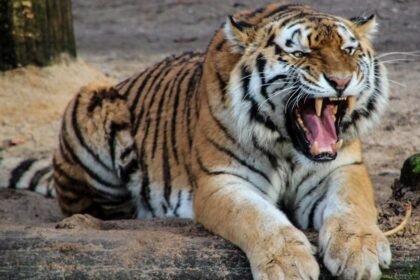 किसान-को-सुबह-दरवाजा-खोलते-ही-दिखा-बाघ,-उसके-बाद-की-घटना-से-पूरे-गांव-में-दहशत