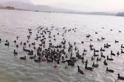 up-news:-3.81-करोड़-से-चमकेगी-उधैला-झील,-वाइल्ड-लाइफ-फोटोग्राफर्स-और-पक्षी-प्रकृति-प्रेमियों-के-लिए-है-बेहद-खास