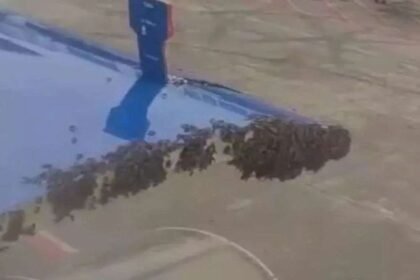 ये-क्या!-मधुमक्खियों-ने-रोक-दिया-विमान,-हुआ-कुछ-ऐसा-कि-आग-जलानी-पड़ी,-फायर-ब्रिगेड-बुलाना-पड़ा