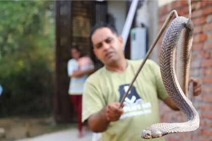बारिश-में-रहें-सावधान:-बिलों-से-निकल-रहे-कोबरा,-डेढ़-महीने-पकड़े-गए-100-सांप;-ऐसे-बचाई-गई-जान