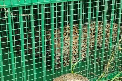 बरेली-में-पकड़ा-गया-तेंदुआ:-हाफिजगंज-में-एक-महीने-से-थी-दहशत,-मुर्गी-का-लालच-देकर-पिंजरे-में-किया-कैद