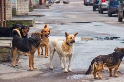 up:-लखीमपुर-खीरी-में-आवारा-कुत्तों-ने-मानसिक-बीमार-महिला-पर-किया-हमला,-नोच-नोचकर-मार-डाला