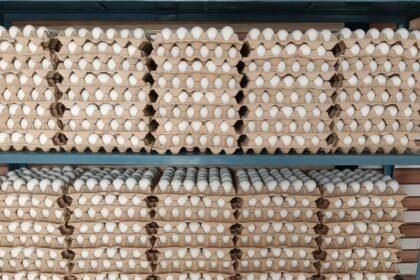 up:-मुरादाबाद-में-रामपुर-और-उत्तराखंड-के-अंडों-पर-रोक,-बर्ड-फ्लू-की-पुष्टि-के-बाद-प्रशासन-ने-लगाया-प्रतिबंध