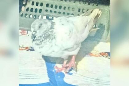 चिट्ठी-के-साथ-बॉर्डर-के-पास-पकड़ा-गया-कबूतर,-लिखी-थी-बहुत-बड़ी-धमकी,-सुरक्षा-एजेंसियां-अलर्ट