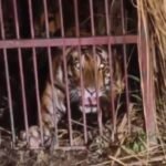 up-news:-लखीमपुर-खीरी-में-पकड़ी-गई-खूंखार-बाघिन,-12-साल-के-बालक-और-100-पशुओं-को-बनाया-था-निवाला