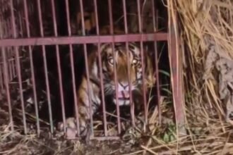 up-news:-लखीमपुर-खीरी-में-पकड़ी-गई-खूंखार-बाघिन,-12-साल-के-बालक-और-100-पशुओं-को-बनाया-था-निवाला