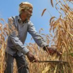 मोदी-सरकार-का-किसानों-को-तोहफा!-गेहूं-का-msp-160-रुपये-बढ़ाया,-अब-हर-क्विंटल-पर-मिलेगा-ज्यादा-मुनाफा