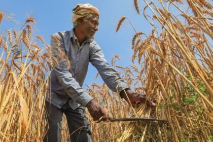 मोदी-सरकार-का-किसानों-को-तोहफा!-गेहूं-का-msp-160-रुपये-बढ़ाया,-अब-हर-क्विंटल-पर-मिलेगा-ज्यादा-मुनाफा