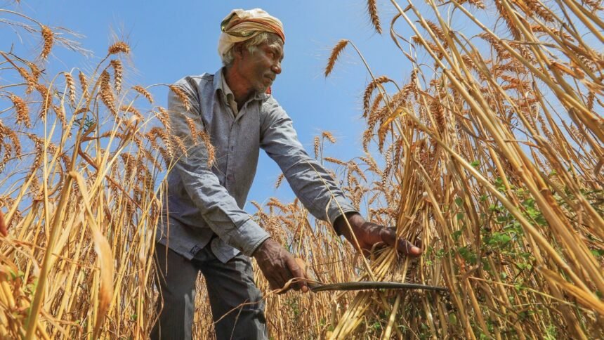 मोदी-सरकार-का-किसानों-को-तोहफा!-गेहूं-का-msp-160-रुपये-बढ़ाया,-अब-हर-क्विंटल-पर-मिलेगा-ज्यादा-मुनाफा