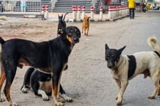 विश्व-पशु-कल्याण-दिवस-2025:-लावारिस-कुत्तों-को-मिला-सहारा,-आगरा-में-100-फीडिंग-पॉइंट-पर-मिलेगा-खाना