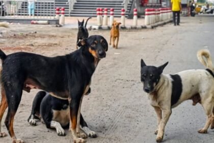विश्व-पशु-कल्याण-दिवस-2025:-लावारिस-कुत्तों-को-मिला-सहारा,-आगरा-में-100-फीडिंग-पॉइंट-पर-मिलेगा-खाना