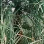 bareilly-news:-फरीदपुर-में-पेड़-पर-फंदे-से-लटके-मिले-युवक-और-किशोरी-के-शव,-कई-दिनों-से-लापता-थे-दोनों