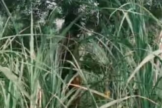 bareilly-news:-फरीदपुर-में-पेड़-पर-फंदे-से-लटके-मिले-युवक-और-किशोरी-के-शव,-कई-दिनों-से-लापता-थे-दोनों