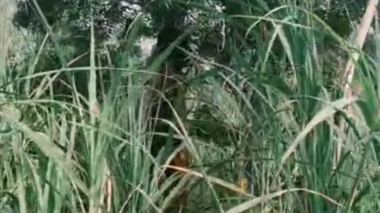 bareilly-news:-फरीदपुर-में-पेड़-पर-फंदे-से-लटके-मिले-युवक-और-किशोरी-के-शव,-कई-दिनों-से-लापता-थे-दोनों
