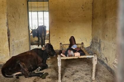 हरनोट-भोजपुर-का-प्राथमिक-स्वास्थ्य-केंद्र:-अफसर-इसको-भी-अस्पताल-कहते-हैं,-यहां-तो-हर-वक्त-पशु-बंधे-रहते-हैं