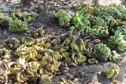 up:-दो-रुपये-में-एक-किलो-केला…आमदनी-दूर,-लागत-भी-नहीं-निकल-रही,-भीतरगांव-में-500-बीघे-में-फसल-हो-रही-बर्बाद