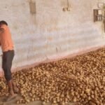 आलू-बीज-घोटाला:-जनप्रतिनिधियों-ने-लूट-लिया-हक…छोटे-किसान-रह-गए-खाली-हाथ,-रकम-मिली-न-राहत