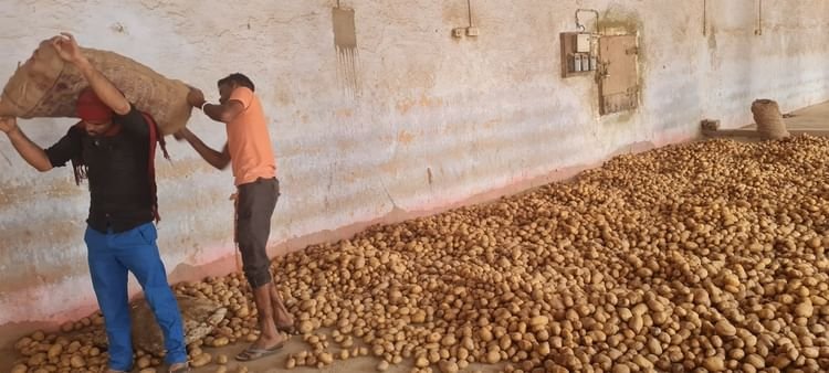 आलू-बीज-घोटाला:-जनप्रतिनिधियों-ने-लूट-लिया-हक…छोटे-किसान-रह-गए-खाली-हाथ,-रकम-मिली-न-राहत